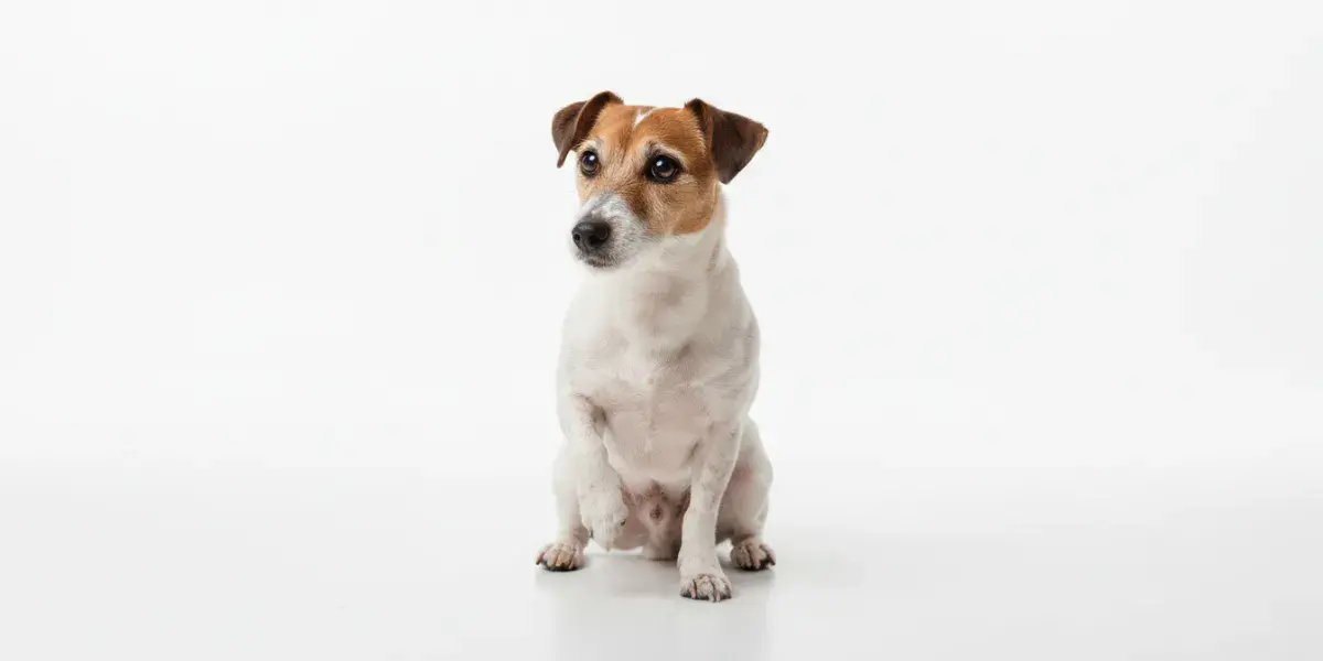 Como Ensinar o Cão a Dar a Pata: 5 Passos Simples e Rápidos