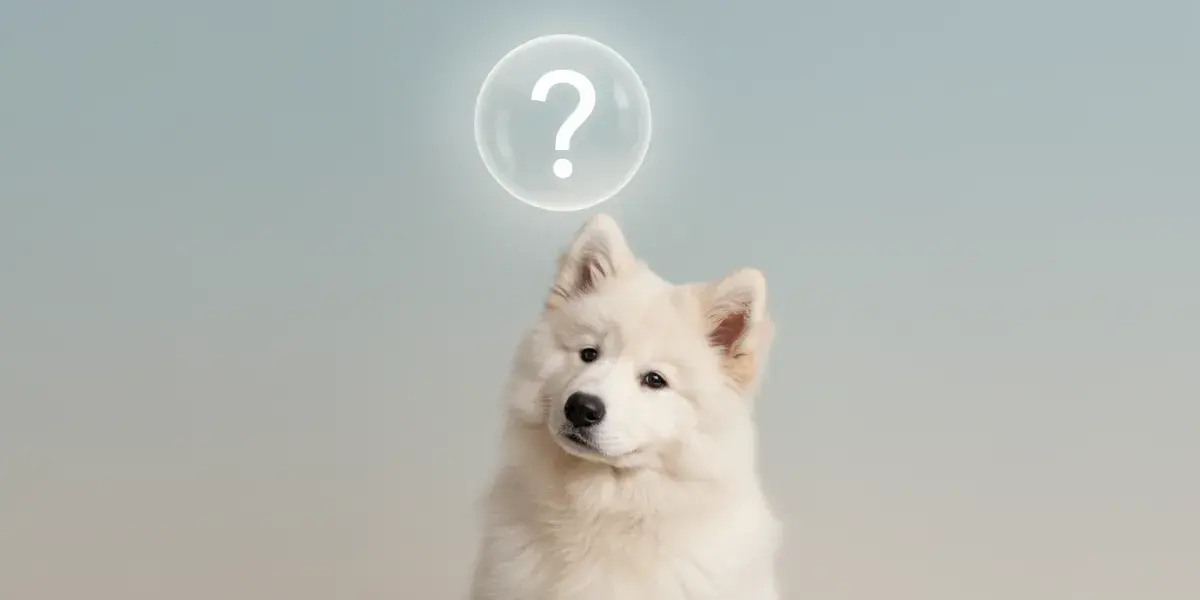 Biscoitos Caseiros de Manteiga de Amendoim para Cães