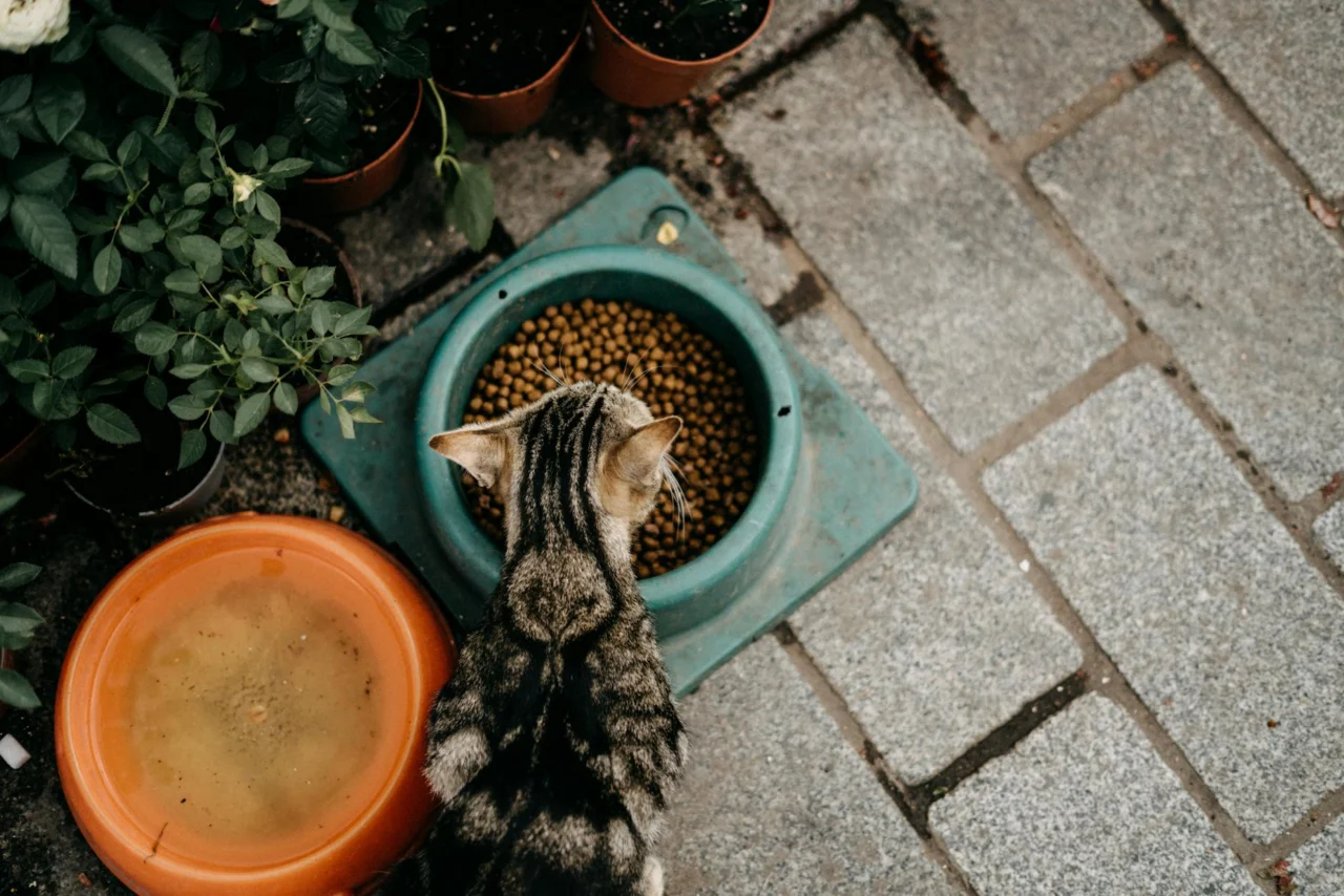 comida natural para gato com alergia alimentar