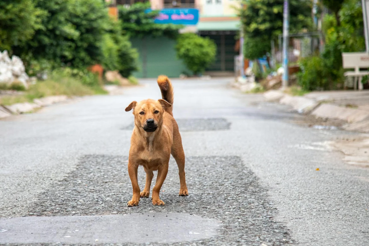 receita caseira para cão com diarreia leve
