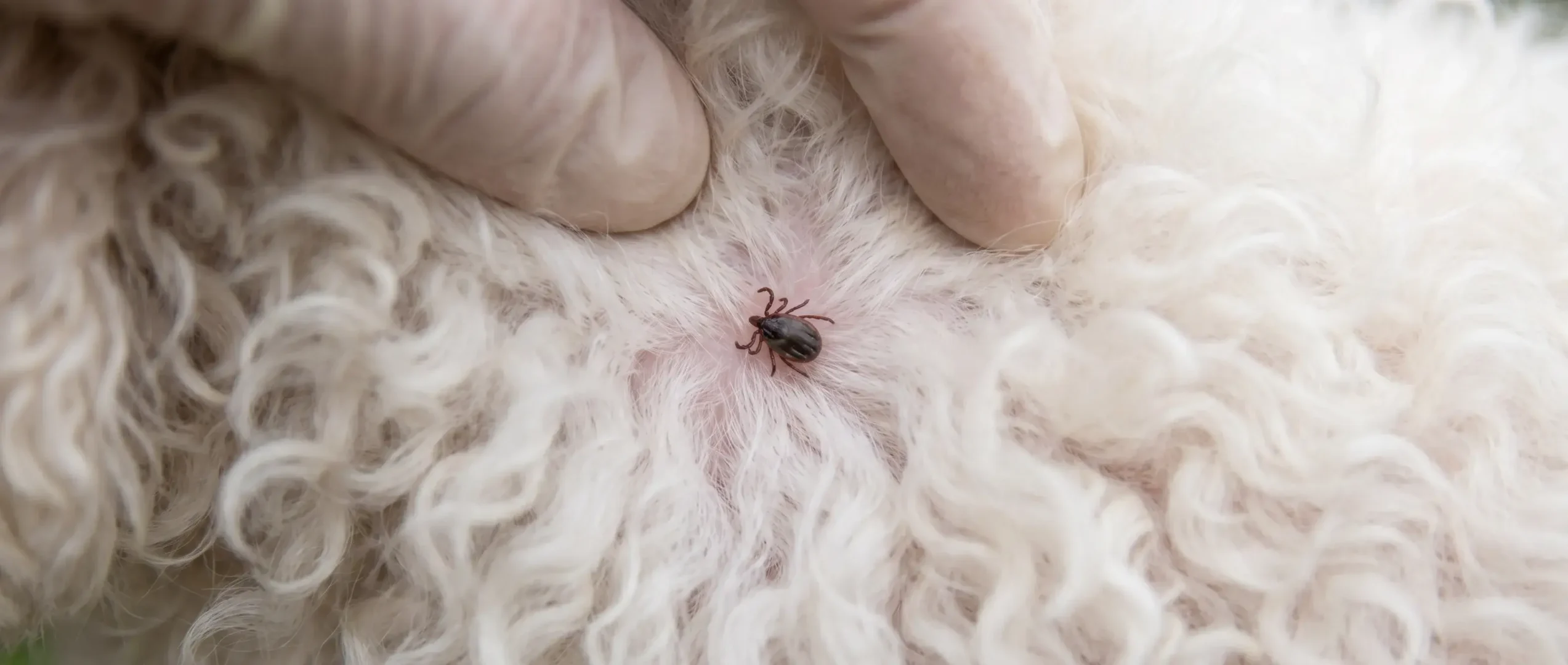 Pulgas e carraças em cães