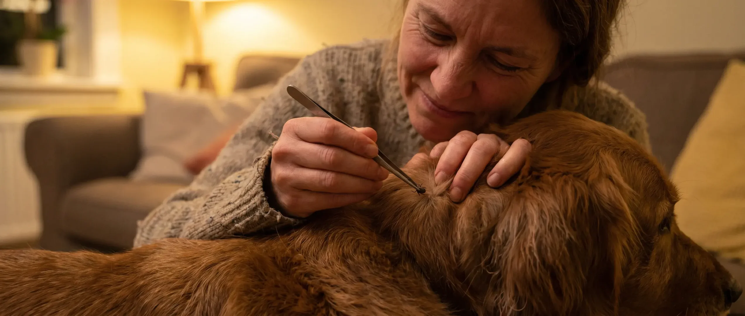 Pulgas e carraças em cães