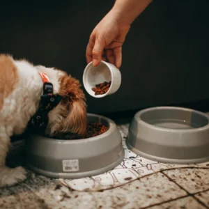 Alimentação Barf