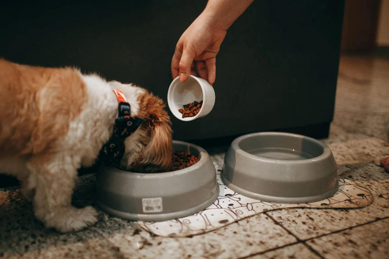 Alimentação Barf