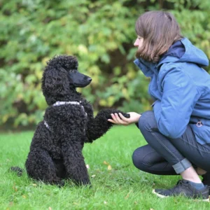 Ensinar O Cão A Ficar Parado (Stay)