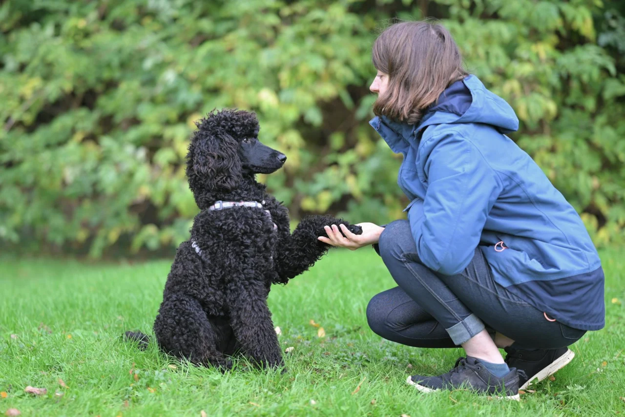 Ensinar O Cão A Ficar Parado (Stay)