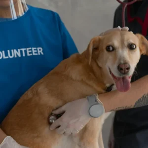 Seguro De Saúde Para Cães