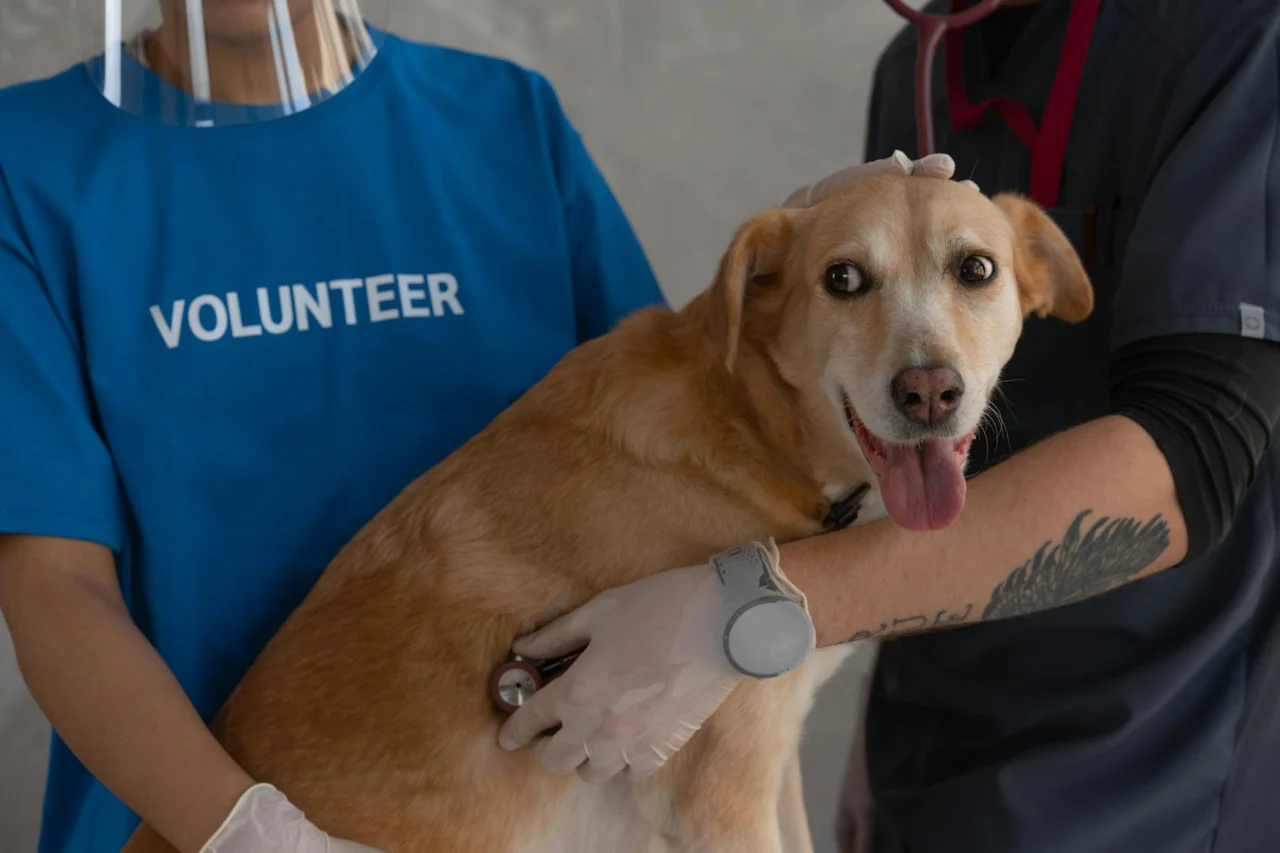 Seguro De Saúde Para Cães