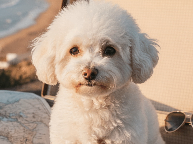Alojamentos Pet Friendly: Viajar com o teu cão ou gato em Portugal!